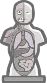 Visible Man