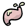 Stomach