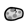 Raptor Egg
